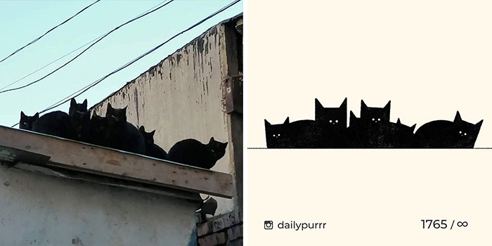 This Instagram Account Draws Really Accurate Cat Drawings