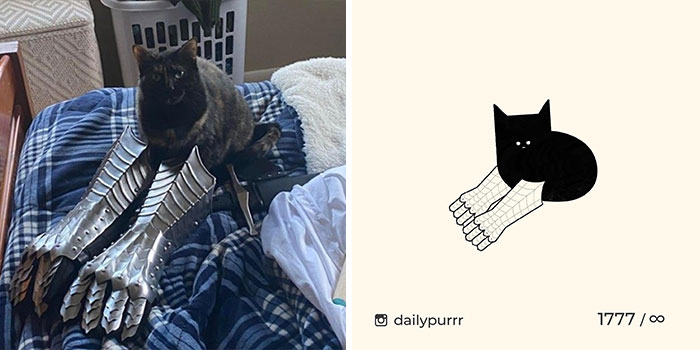 This Instagram Account Draws Really Accurate Cat Drawings