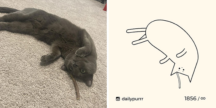 This Instagram Account Draws Really Accurate Cat Drawings