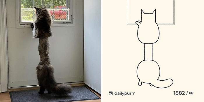 This Instagram Account Draws Really Accurate Cat Drawings