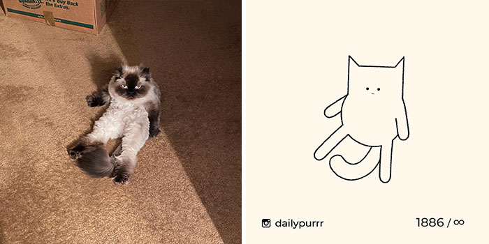 This Instagram Account Draws Really Accurate Cat Drawings