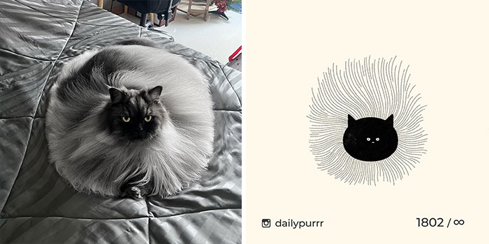 This Instagram Account Draws Really Accurate Cat Drawings