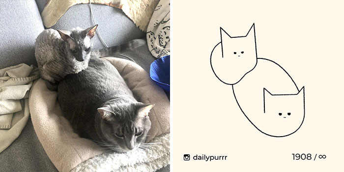 This Instagram Account Draws Really Accurate Cat Drawings