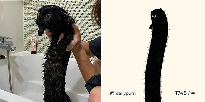 This Instagram Account Draws Really Accurate Cat Drawings