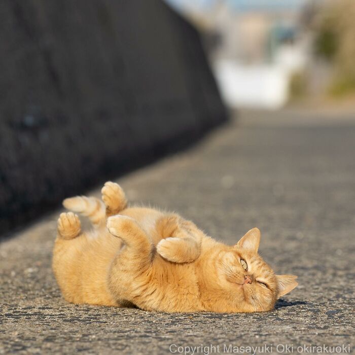 This Japanese Photographer Captures Comedic Stray Cats On The Streets (New Pics)