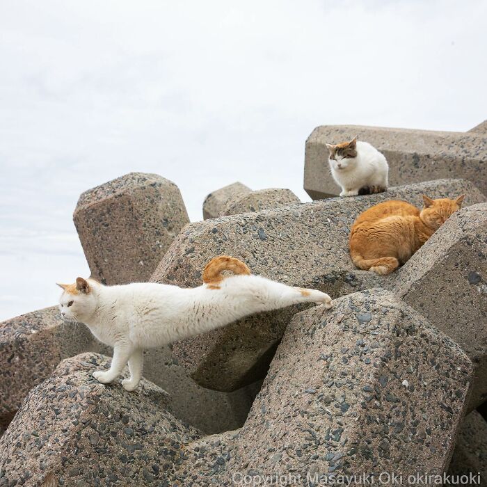 This Japanese Photographer Captures Comedic Stray Cats On The Streets (New Pics)