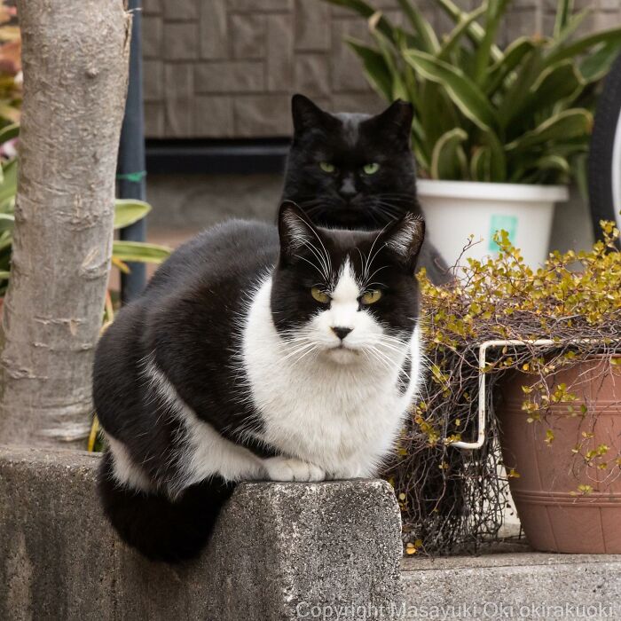 This Japanese Photographer Captures Comedic Stray Cats On The Streets (New Pics)