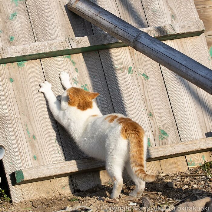 This Japanese Photographer Captures Comedic Stray Cats On The Streets (New Pics)