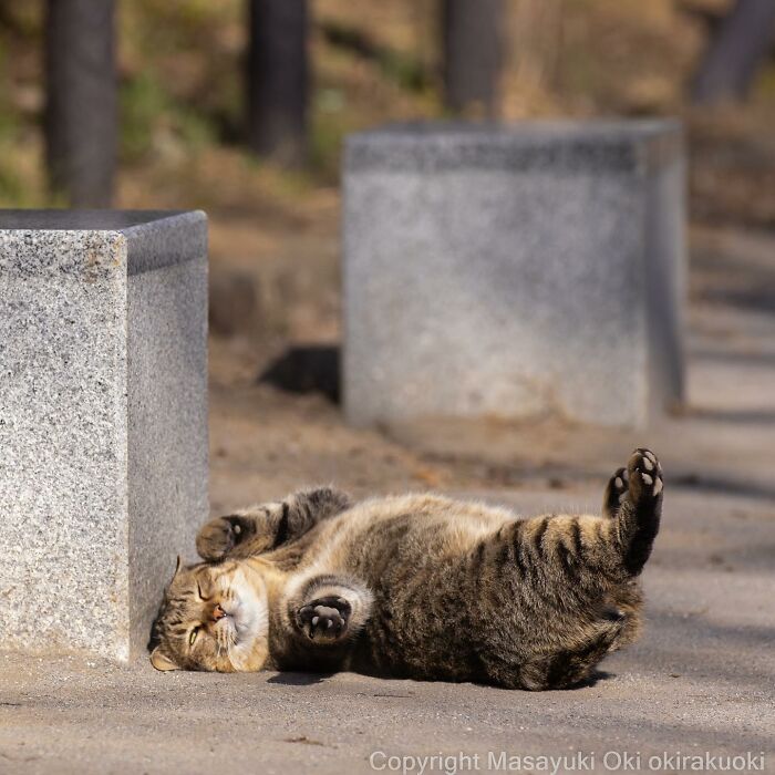 This Japanese Photographer Captures Comedic Stray Cats On The Streets (New Pics)