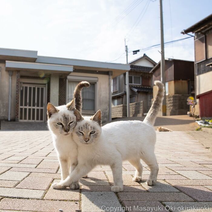 This Japanese Photographer Captures Comedic Stray Cats On The Streets (New Pics)