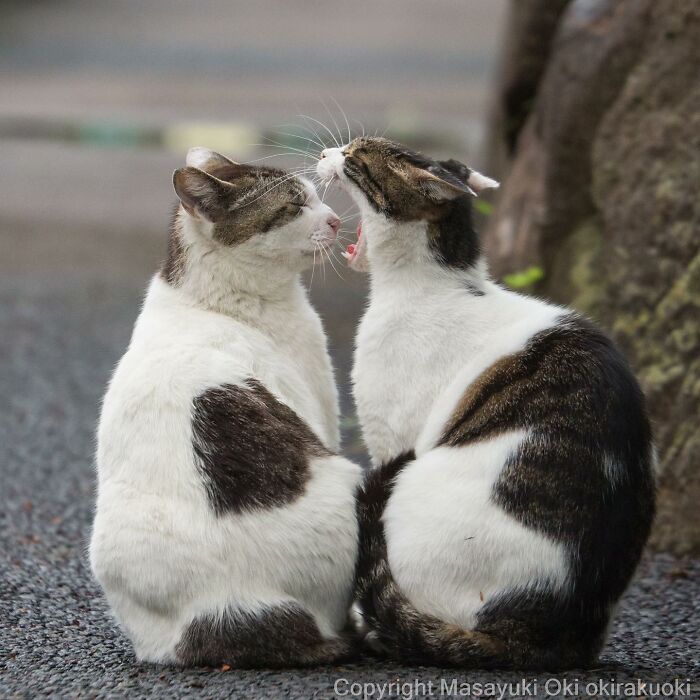 This Japanese Photographer Captures Comedic Stray Cats On The Streets (New Pics)