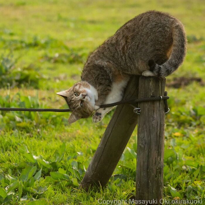 This Japanese Photographer Captures Comedic Stray Cats On The Streets (New Pics)