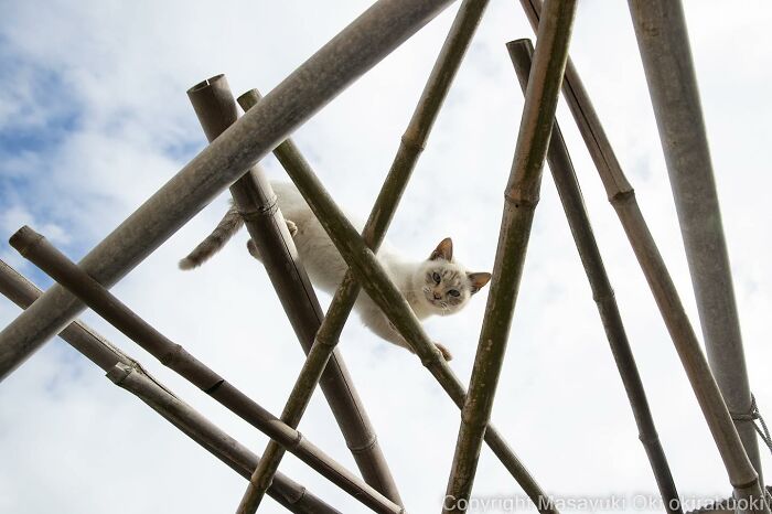 This Japanese Photographer Captures Comedic Stray Cats On The Streets (New Pics)