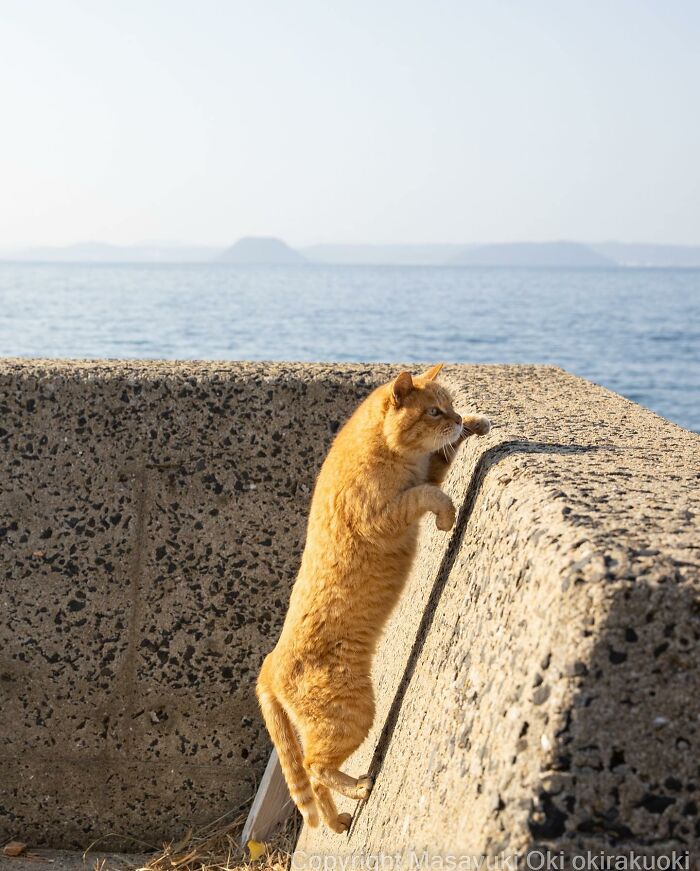 This Japanese Photographer Captures Comedic Stray Cats On The Streets (New Pics)