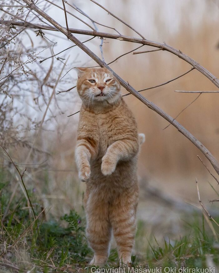 This Japanese Photographer Captures Comedic Stray Cats On The Streets (New Pics)