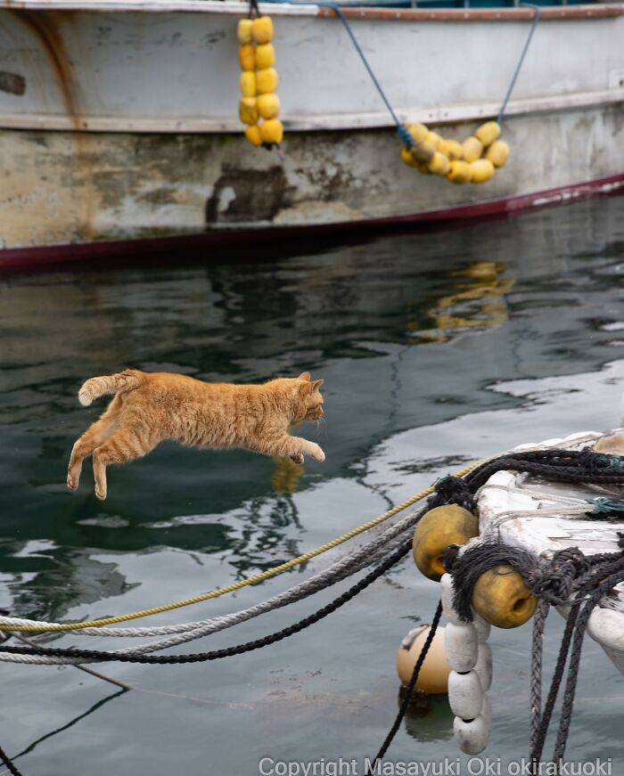 This Japanese Photographer Captures Comedic Stray Cats On The Streets (New Pics)