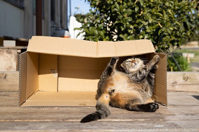 This Japanese Photographer Captures Comedic Stray Cats On The Streets (New Pics)