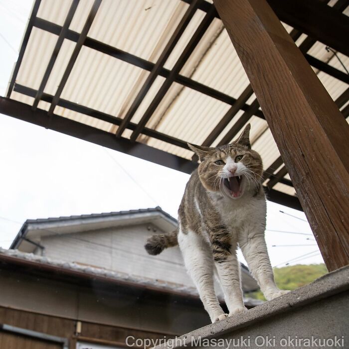 This Japanese Photographer Captures Comedic Stray Cats On The Streets (New Pics)