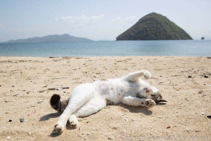 This Japanese Photographer Captures Comedic Stray Cats On The Streets (New Pics)