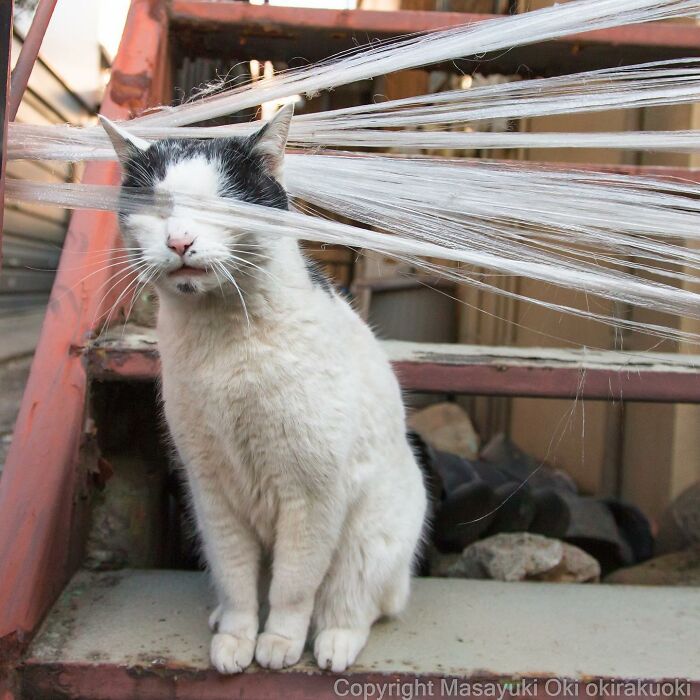 This Japanese Photographer Captures Comedic Stray Cats On The Streets (New Pics)