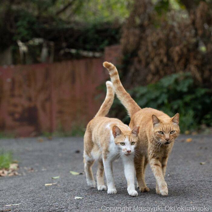 This Japanese Photographer Captures Comedic Stray Cats On The Streets (New Pics)