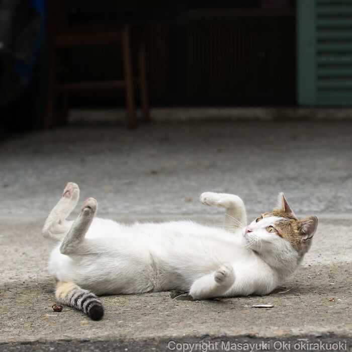 This Japanese Photographer Captures Comedic Stray Cats On The Streets (New Pics)