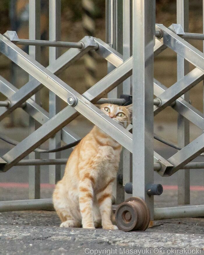 This Japanese Photographer Captures Comedic Stray Cats On The Streets (New Pics)