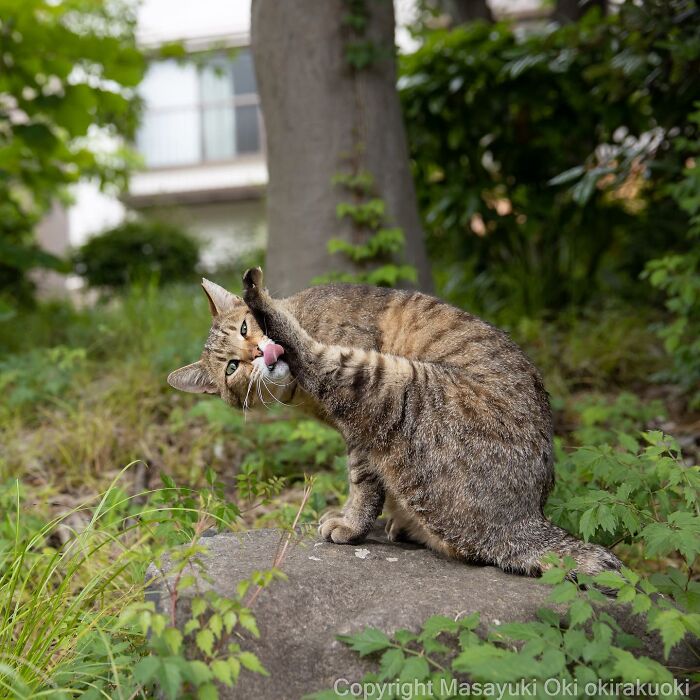 This Japanese Photographer Captures Comedic Stray Cats On The Streets (New Pics)