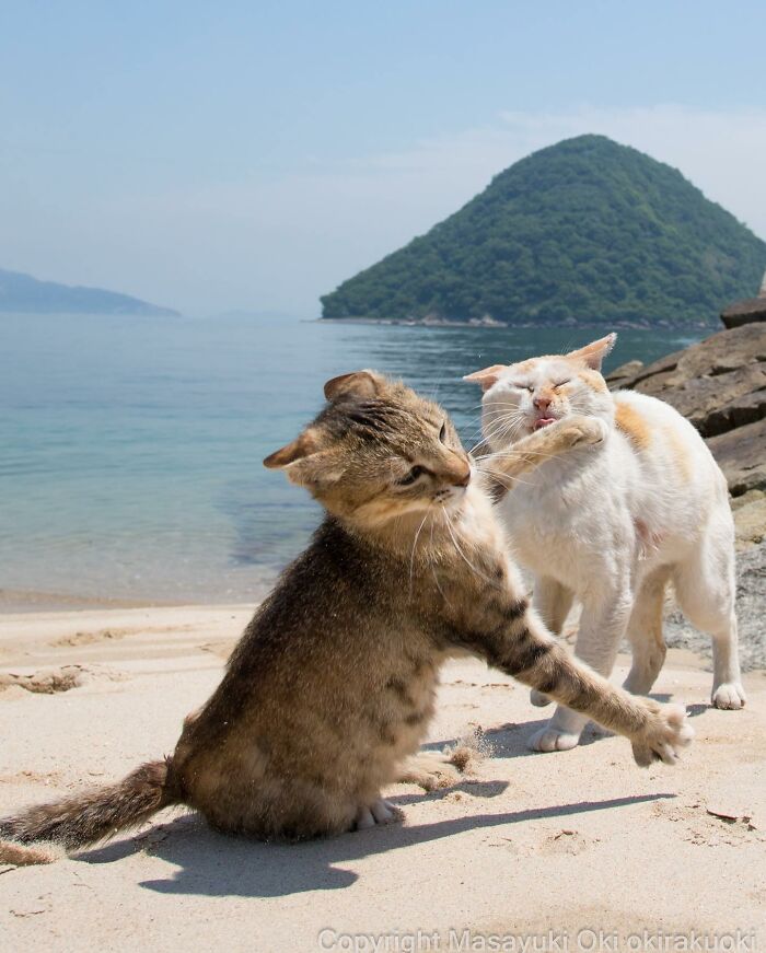 This Japanese Photographer Captures Comedic Stray Cats On The Streets (New Pics)