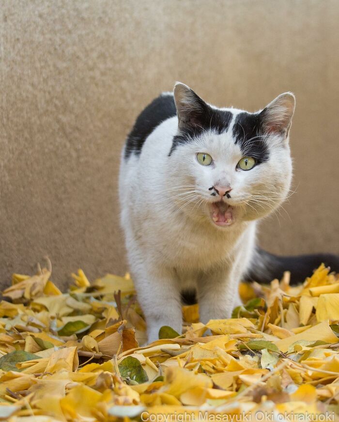 This Japanese Photographer Captures Comedic Stray Cats On The Streets (New Pics)
