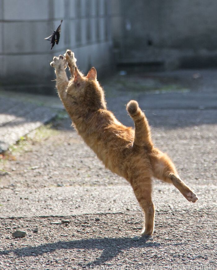 This Japanese Photographer Captures Comedic Stray Cats On The Streets (New Pics)