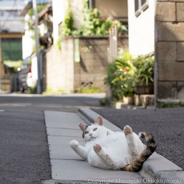This Japanese Photographer Captures Comedic Stray Cats On The Streets (New Pics)