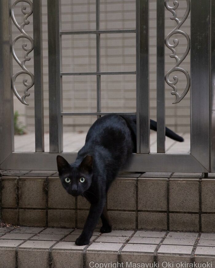 This Japanese Photographer Captures Comedic Stray Cats On The Streets (New Pics)