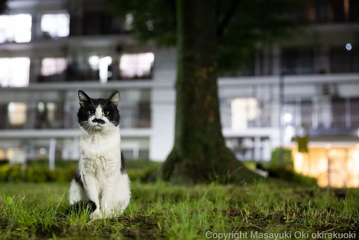 This Japanese Photographer Captures Comedic Stray Cats On The Streets (New Pics)