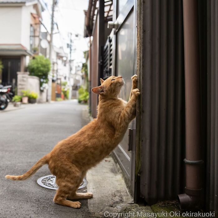 This Japanese Photographer Captures Comedic Stray Cats On The Streets (New Pics)