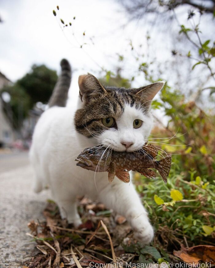 This Japanese Photographer Captures Comedic Stray Cats On The Streets (New Pics)