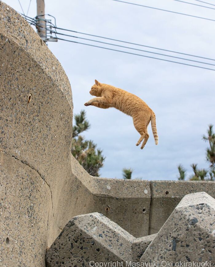This Japanese Photographer Captures Comedic Stray Cats On The Streets (New Pics)