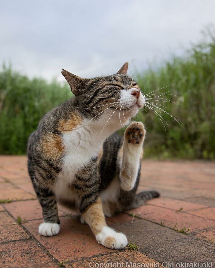 This Japanese Photographer Captures Comedic Stray Cats On The Streets (New Pics)