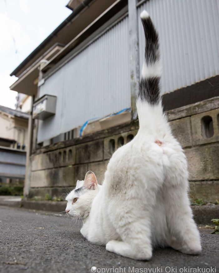 This Japanese Photographer Captures Comedic Stray Cats On The Streets (New Pics)