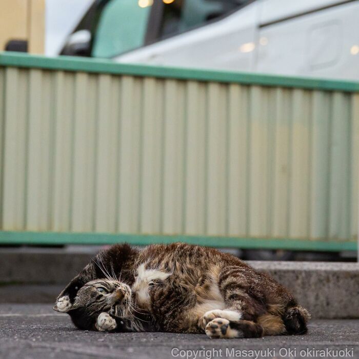This Japanese Photographer Captures Comedic Stray Cats On The Streets (New Pics)