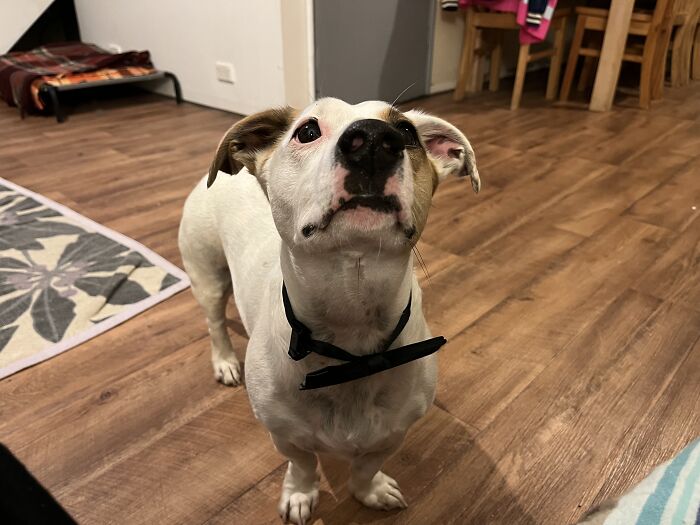 Tonk The Terrier. Rescued From The Local Pound As A Wee Pup. Now Living His Best Life. Dressed Up For The Coronation !!