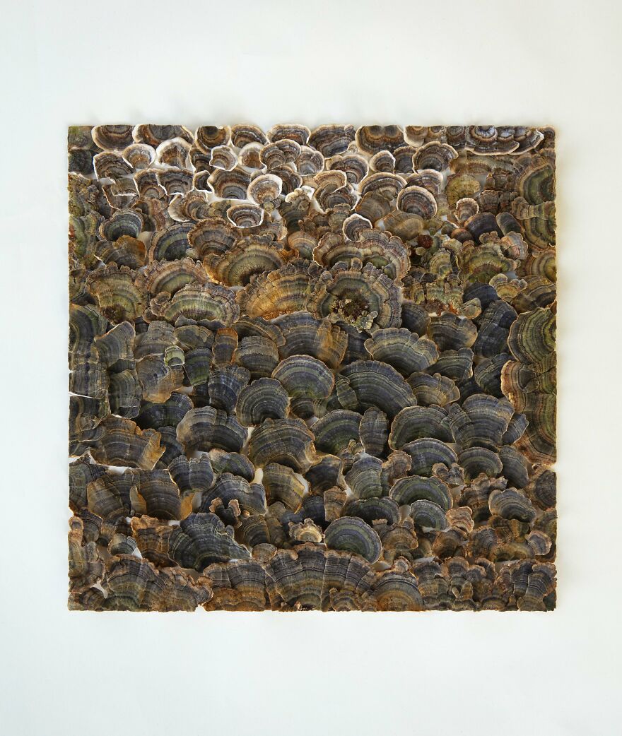 Celebrating Nature's Masterpiece: Stunning Mushroom Flatlays Curated Straight From The Woods By Moritz Schmid