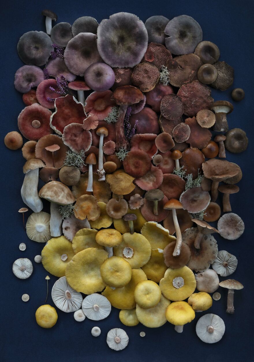 Celebrating Nature's Masterpiece: Stunning Mushroom Flatlays Curated Straight From The Woods By Moritz Schmid