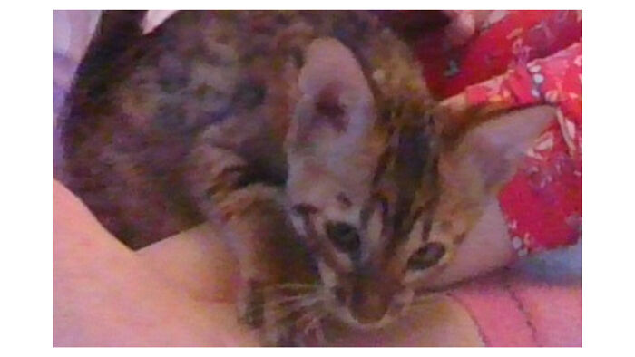 "Imma Sneak Up On You An' Beg For Pets," -Ivy