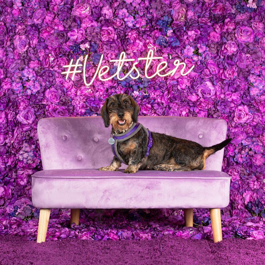 Happiness Is A Warm Dachshund Smile