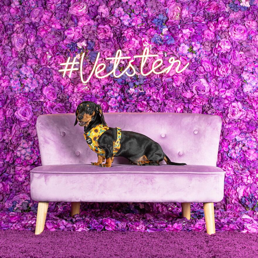 Why Do Dachshunds Nap In The Sun? Because We're Hot Dogs.... Get It!?