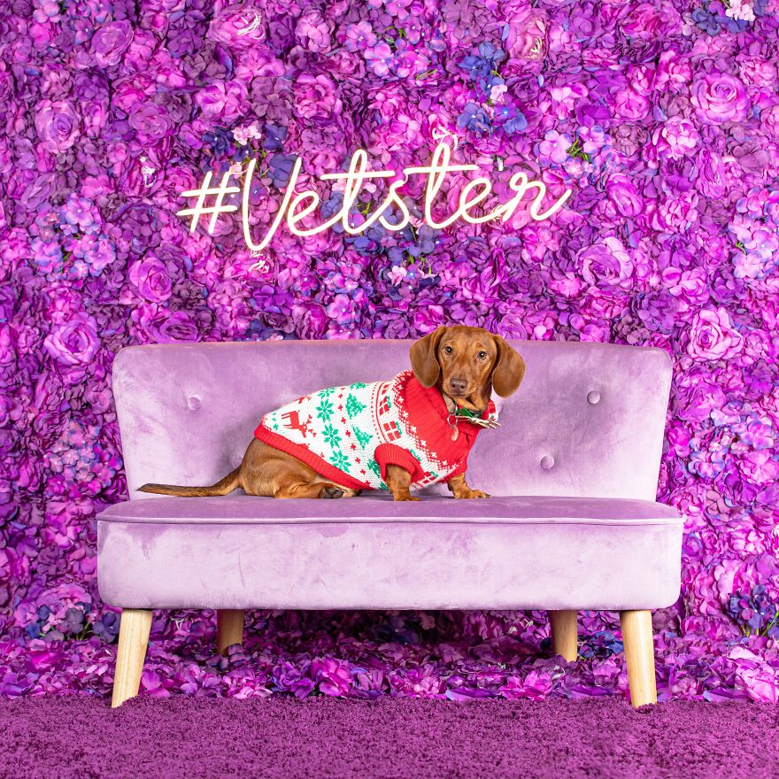 Dachshund Through The Snow