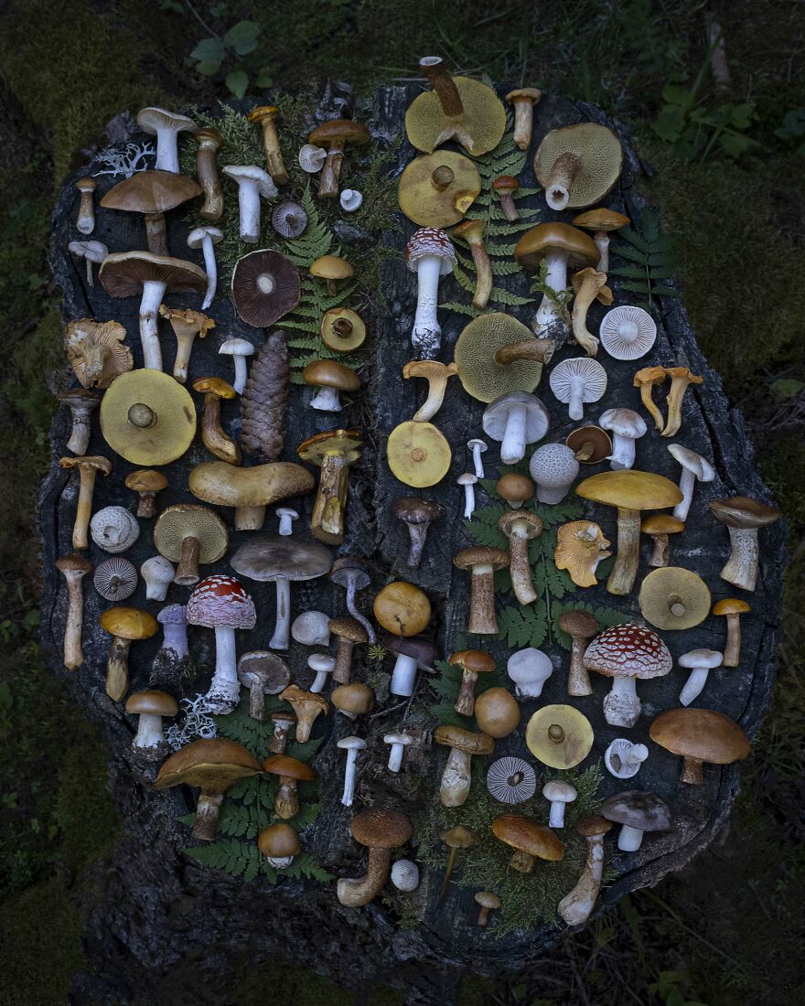 Celebrating Nature's Masterpiece: Stunning Mushroom Flatlays Curated Straight From The Woods By Moritz Schmid