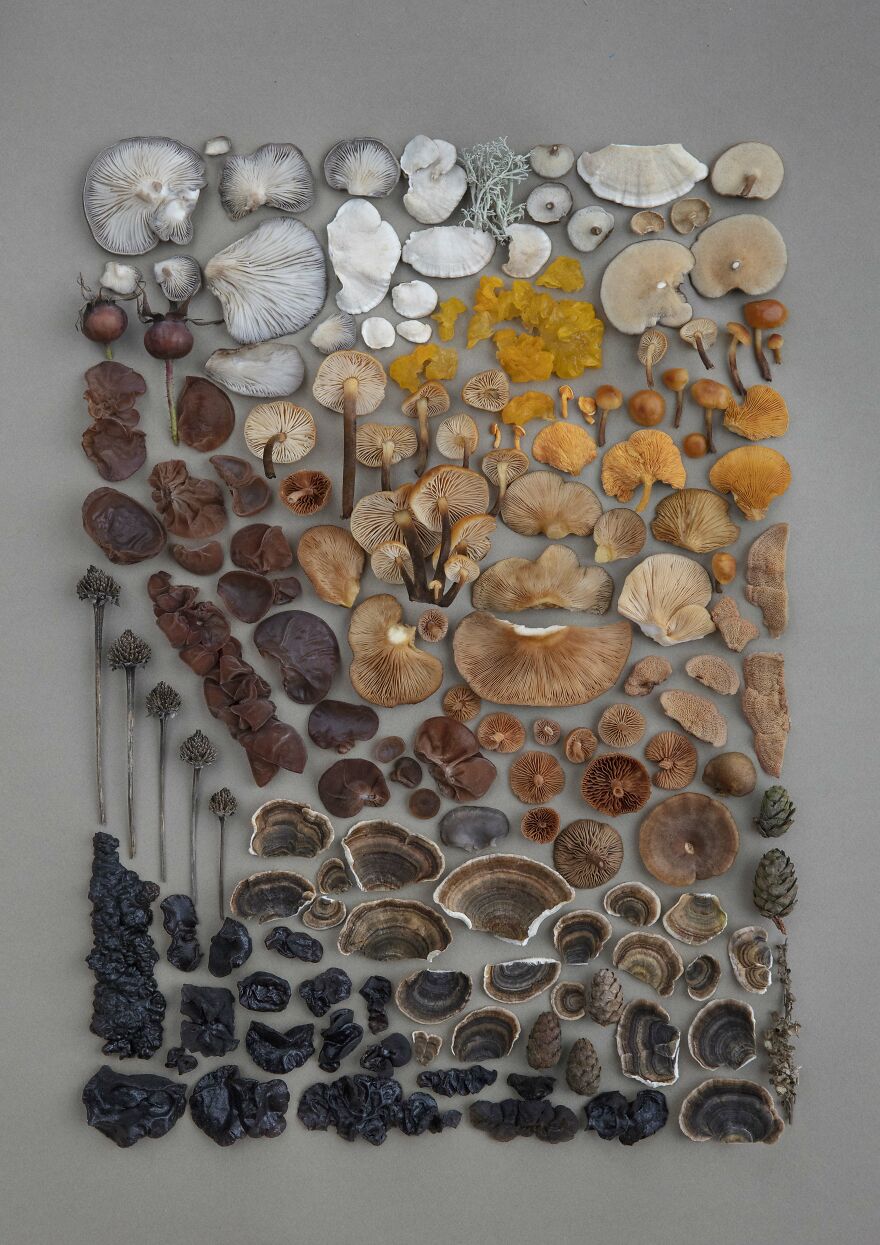 Celebrating Nature's Masterpiece: Stunning Mushroom Flatlays Curated Straight From The Woods By Moritz Schmid