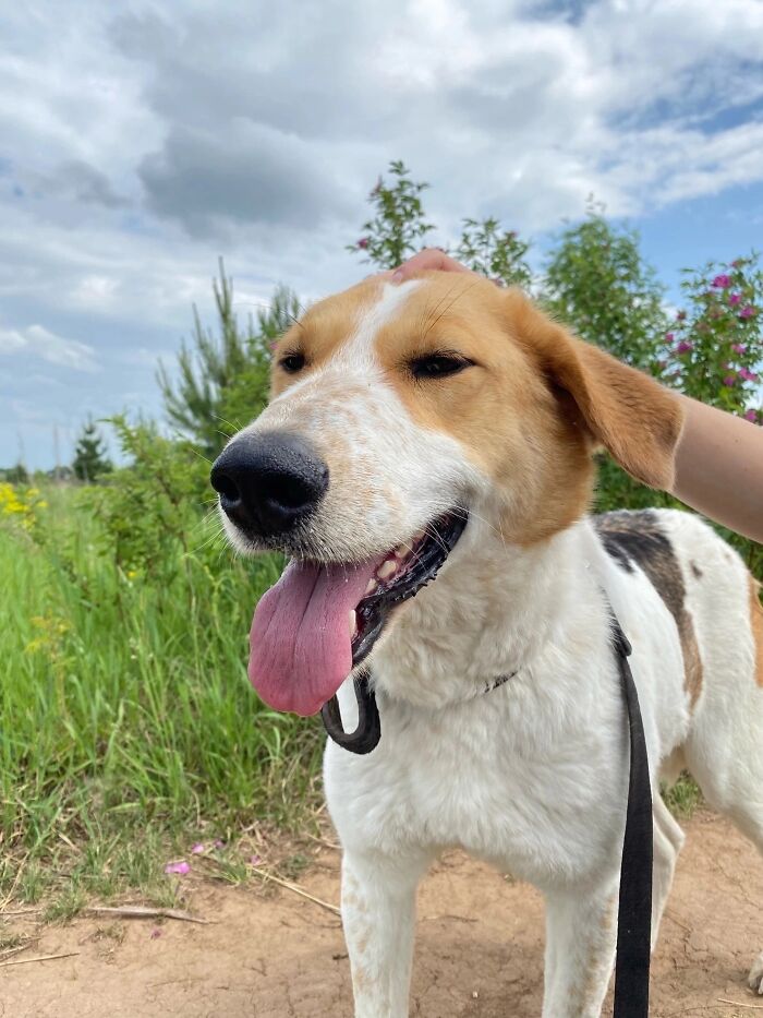 Marusya Was Hit By A Train, But She Survived And Is Currently In Search For A New Home